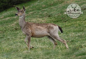 black-tailed deer picture