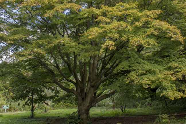 How to identify different types of trees