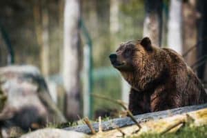 What to Do When You See a Bear While Hiking