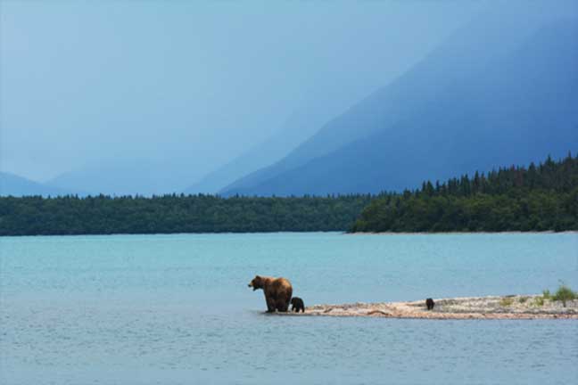 What to Do When You See a Bear While Hiking - Outdoor Wilds