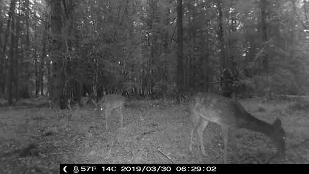 earthtree trail camera picture