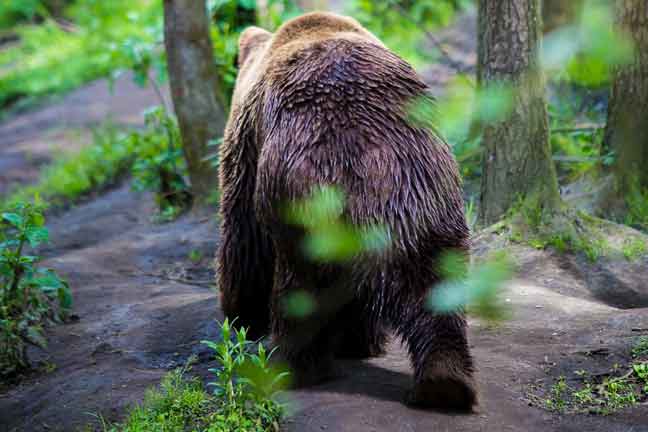 bear proof containers for backpacking