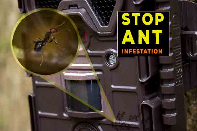 How to keep ants out of trail cameras