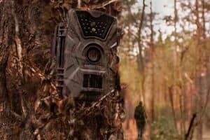 How to Hide Trail Cameras from Humans