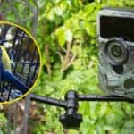 Bird-Feeder-Trail-Camera-Set-Up