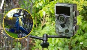 Bird-Feeder-Trail-Camera-Set-Up