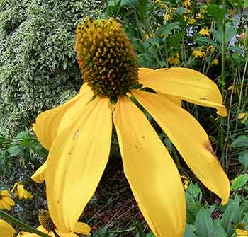 akaso-brave-7-sample-picture-3